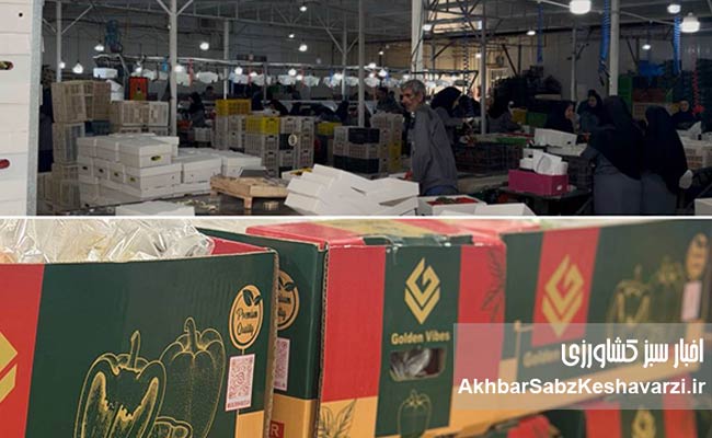 تابش-طلایی؛-رویکردی-نوین-در-مشارکت-با-گلخانه‌داران