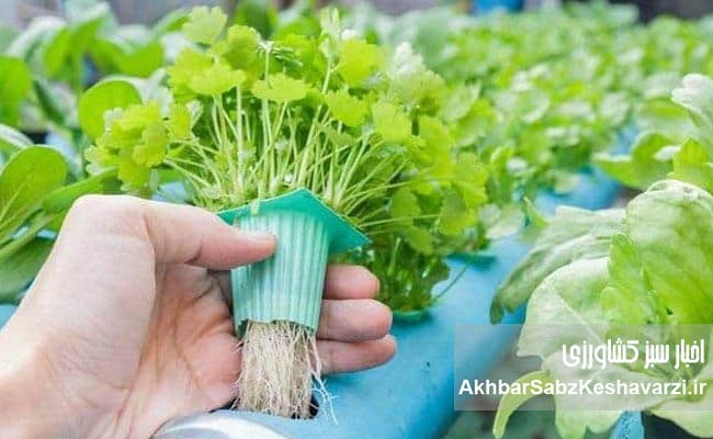 کشت-هیدروپونیک