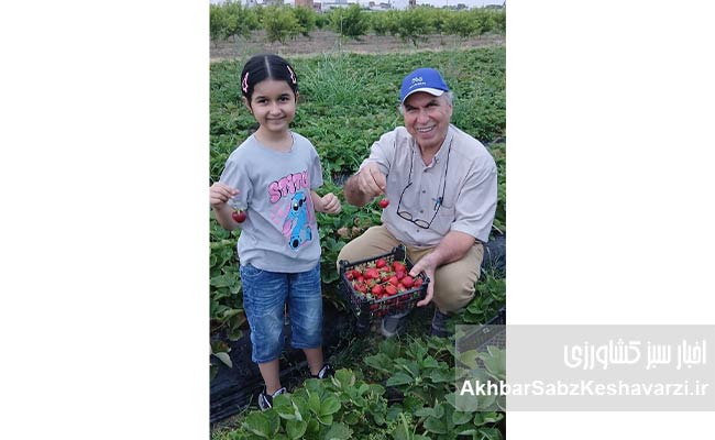 معجزه-توت‌فرنگی-در-دلند؛-وقتی-دانش-جای-سموم-را-می‌گیرد2