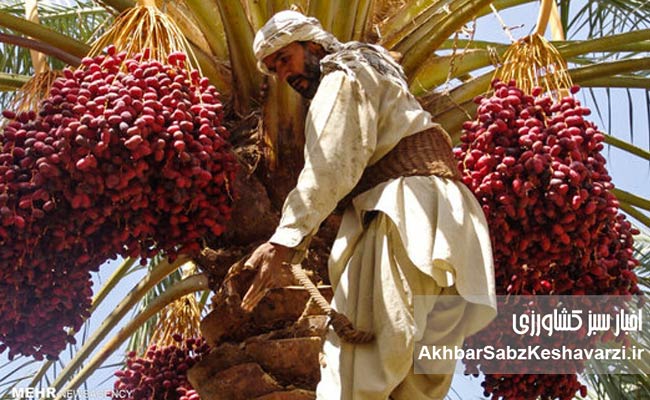 فریاد-نخلستانهای-بیصدا-سیستان