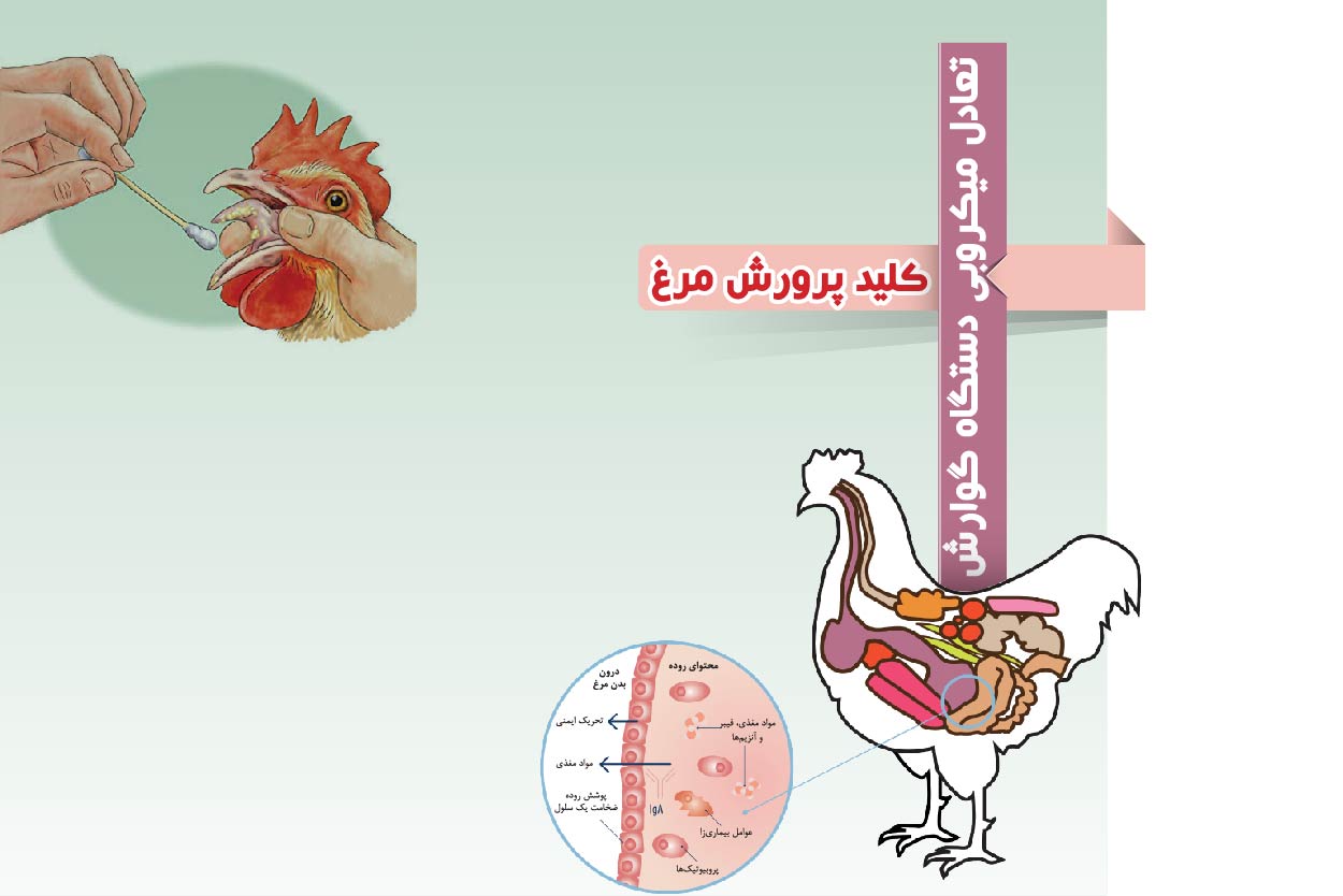تعادل میکروبی دستگاه گوارش کلید پرورش مرغ