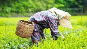  نقش زنان روستایی در رفع بحران جهانی غذا