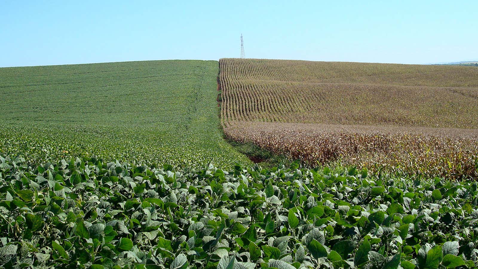 How climate change affects soybean and corn farming globally