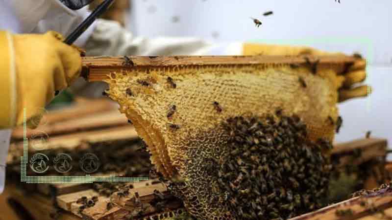 سنگینی بار مالیات بر ارزش‌افزوده بر دوش صنعت زنبورداری
