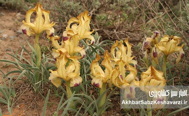 چرا-گیاهان-بومی-دوباره-به-سفره-ایرانی-برمی‌گردند؟-2.jpg-3