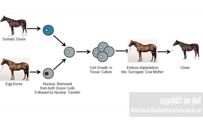 انتقال-جنین-در-اسب1