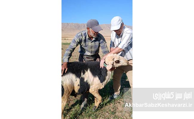 چهارچشمه-خمین؛-روستایی-با-ظرفیت‌های-کشاورزی،-دامداری-2