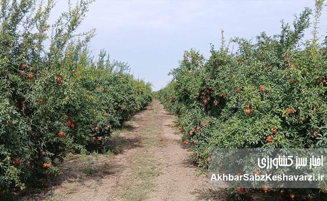 انارِ جان‌سخت در دلِ کویر گلستان (3)