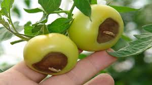 پوسیدگی گوجه فرنگی
