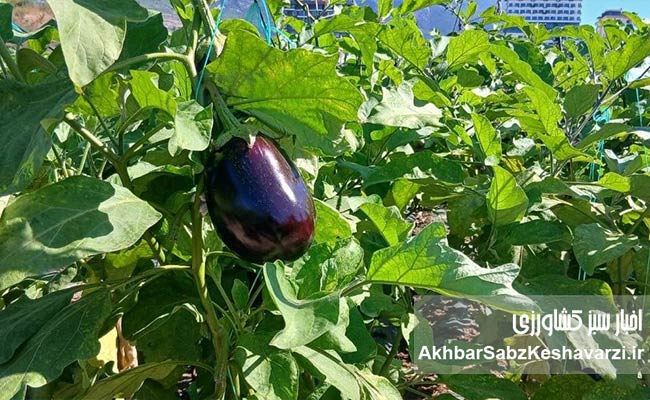 مدیریت-همزمان-داربست،-مالچ-پلاستیکی-و-آبیاری-قطره‌ای5