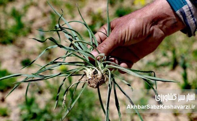 چرا-گیاهان-بومی-دوباره-به-سفره-ایرانی-برمی‌گردند؟-2
