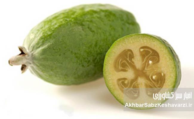 فوجیا؛-میوه‌ای-شگفت‌انگیز-که-عطری-از-بهشت-دارد.jpg-1