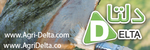 دلتا 