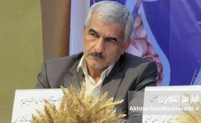 چرا-سیاست-فعلی،-انگیزه-گندمکاران-را-تضعیف-و-امنیت-غذایی-را-تهدید-می‌کند؟