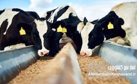 برداشت قصیل جو؛ علوفه باکیفیت و درآمد بیشتر با آب کمتر