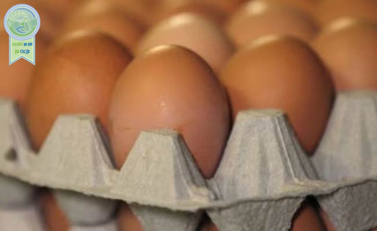 صادرات تخم‌مرغ از مرز ۱۴۰ هزار تن گذشت