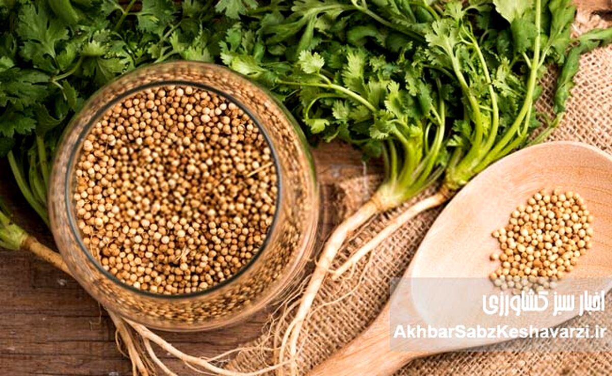 گشنیز؛ سبزی ساده با آینده‌ای جهانی در کشاورزی سبز