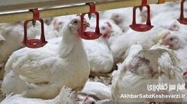 هشدار جدی درباره کمبود مرغ؛ بحران نهاده‌های دامی دامداران را زمین‌گیر کرده است