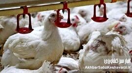هشدار جدی درباره کمبود مرغ؛ بحران نهاده‌های دامی دامداران را زمین‌گیر کرده است