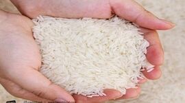 تقاضای ایران برای برنج باسماتی هند پابرجاست؛ اما تجارت در تنگنای تحریم و لجستیک