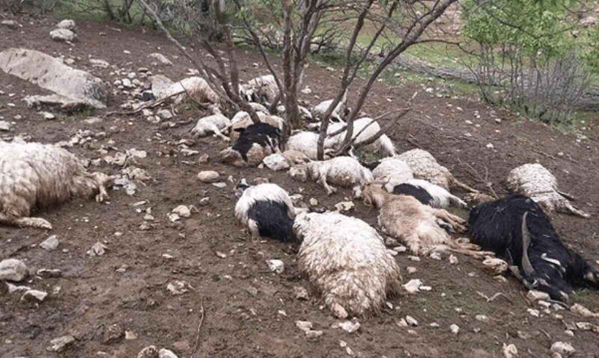 برخورد صاعقه با گله گوسفندان در قزوین ۱۸ رأس دام را تلف کرد