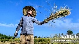 بداد کشاورزی برسید، هرچند دیر شده است…