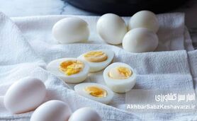 راز سلامتی در یک تخم مرغ آب‌پز؛ چرا باید در رژیم غذایی‌تان باشد؟