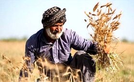 تاخیر غیر قابل توجیه؛ کشاورزان نگران تعیین قیمت تضمینی

