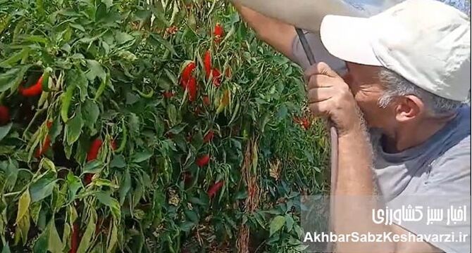 ایلماز؛ کشاورز آلانیا و روایت یک مزرعه از آب، پوشش و تولید پایدار+ ویدئو