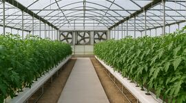 پنل‌های جذب رطوبت؛ راهکار نوین تأمین آب گلخانه‌های هیدروپونیک در ایران
