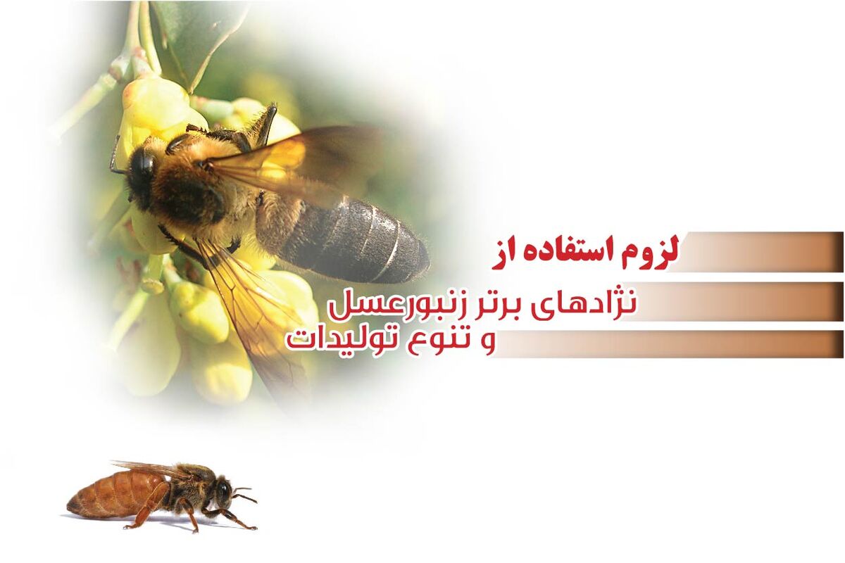لزوم استفاده از نژادهای برتر زنبورعسل و تنوع تولیدات

