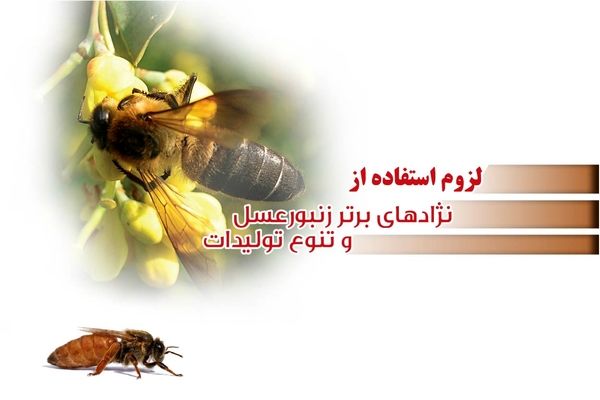 لزوم استفاده از نژادهای برتر زنبورعسل و تنوع تولیدات

