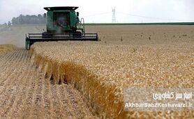 تثبیت امنیت غذایی با نرخ جدید خرید تضمینی؛ قیمت گندم برای سال ۱۴۰۵ تعیین تکلیف شد
