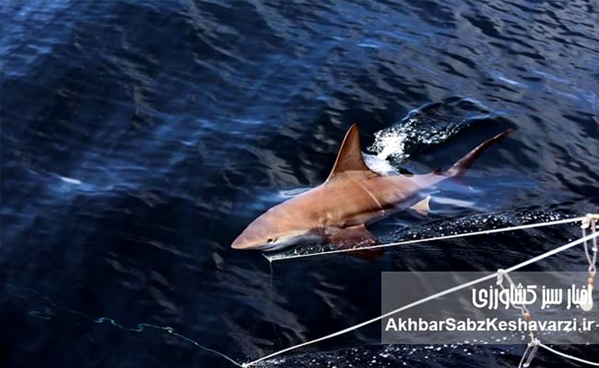 صید غیرقانونی کوسه‌ها در خلیج فارس و زنگ خطر انقراض