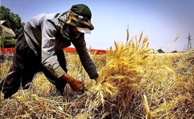 وزارت جهاد کشاورزی خرید تضمینی دارد، اما پرداخت تضمینی خیر!

