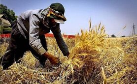 وزارت جهاد کشاورزی خرید تضمینی دارد، اما پرداخت تضمینی خیر!

