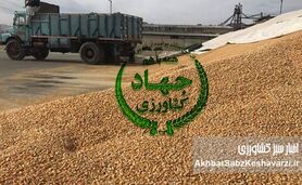 زنگ خطر برای امنیت غذایی: کاهش شدید واردات نهاده‌های دامی