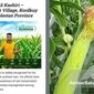 راز شگفت‌انگیز مزرعه ذرت؛ زنبورها در میان بقایای کلزا+ویدئو

