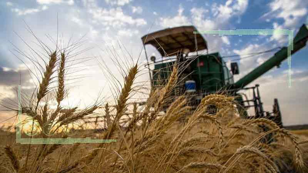 تولید گندم به مخاطره می‌افتد؟

