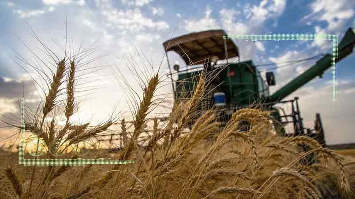 قیمت خرید تضمینی گندم ۱۷۵۰۰ تومان اعلام شد

