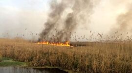 هور در آتش
