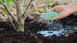 استراتژی طلایی کوددهی پاییزه برای شکوفایی بهاره