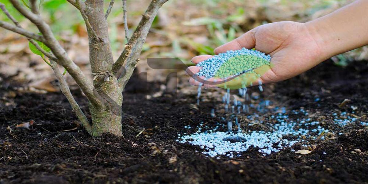 استراتژی طلایی کوددهی پاییزه برای شکوفایی بهاره