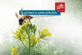 تأثیر بارش‌های بهاری بر زنبورداری