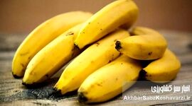 خواص موز در مراحل مختلف رسیدن؛ ۷ رنگ، ۷ فایده پنهان! اشتباه همیشگی را کنار بگذارید.