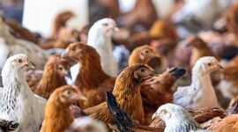  تامین واکسن آنفلوانزای فوق حاد پرندگان به میزان کافی

