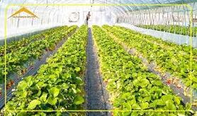 راهکار حداکثر سود و حداقل ضایعات در کشاورزی