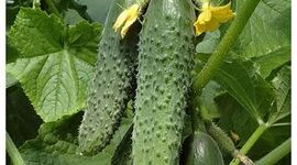 علت تلخی خیار و بدشکلی گوجه فرنگی در زمان برداشت