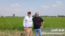 برنج؛ گیاهی آبدوست، نه آبزی؛ تحولی در شالیکاری گلستان+ویدئو
