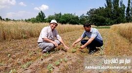 مزارع بی خاک ورزی در تاجیکستان: رویکردی نوین برای کشاورزی پایدار+ ویدئو